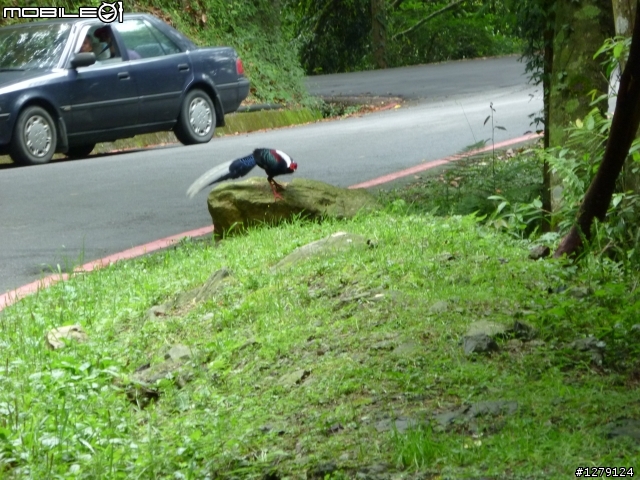 今天上大雪山,路邊看到的鳥,有圖