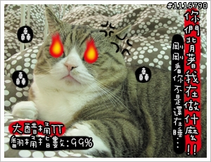 [貓的二三事]醋桶TT