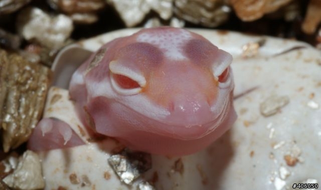 我的寵物 --豹紋守宮