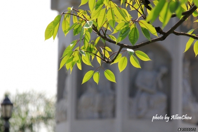 新歡EF 70-200mm f/4L IS USM 小小白IS 初體驗