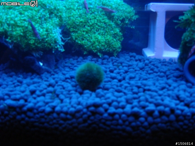 水族新手設缸，請大家給個意見(有圖)