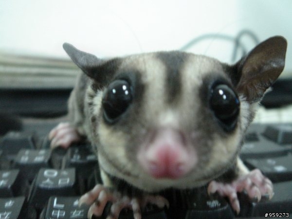 [分享]我家的蜜袋鼯