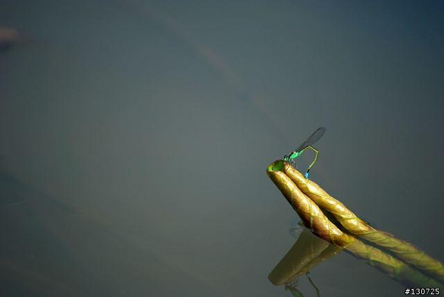[悼念D80]  新屋蓮園：不奪、不取、不強求。