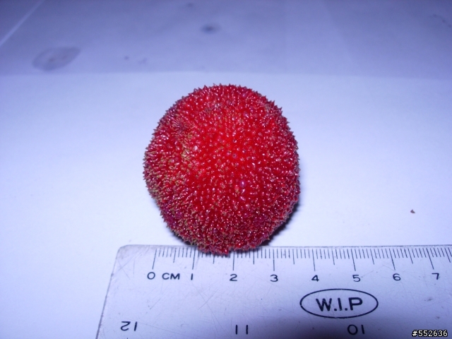 新竹縣湖口鄉特大號楊梅分享