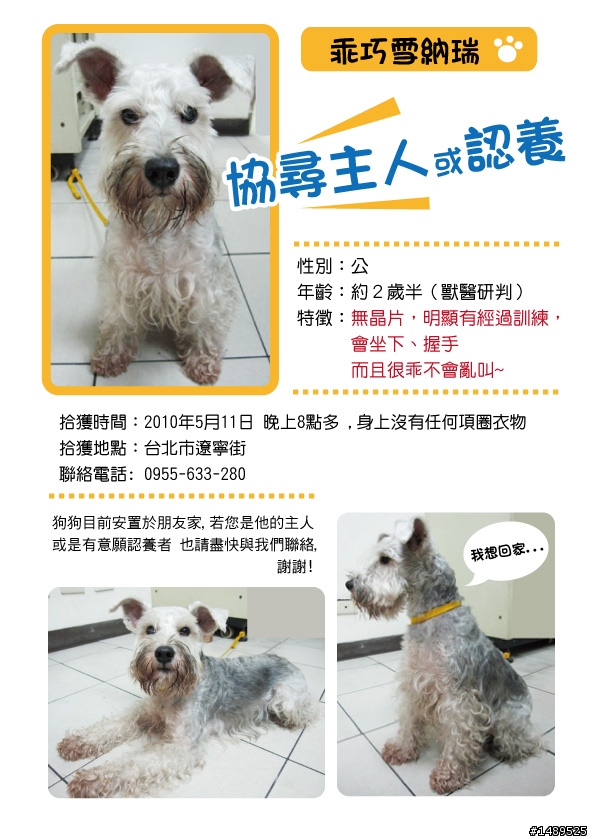 乖巧雪納瑞，協尋主人或認養~~~