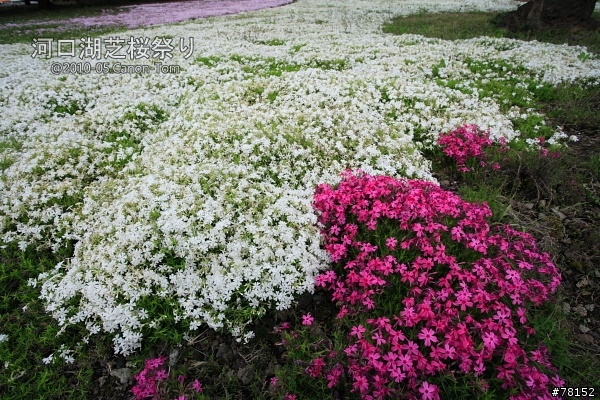 (分享東京近郊景點,圖文多)2010河口湖芝櫻祭+伊豆修善寺虹之鄉之旅