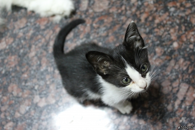 [已送養]黑白乳牛貓(yamazaki)一隻