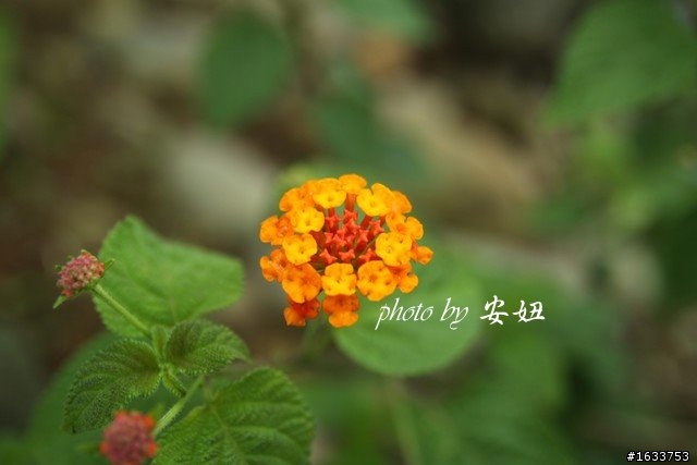 超級新手安妞戀練拍拍50D