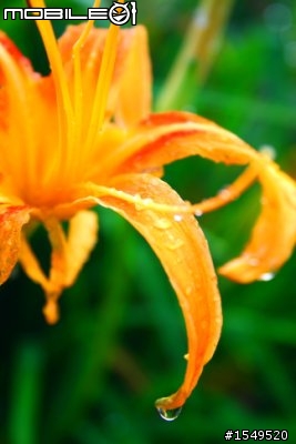 須要各位愛拍花草的先進幫忙解惑Canon 300mm F4L vs 100mm 2.8L marco