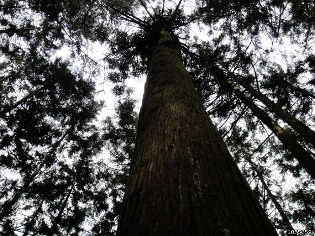 (照片)20100508溪頭天文台登山健行
