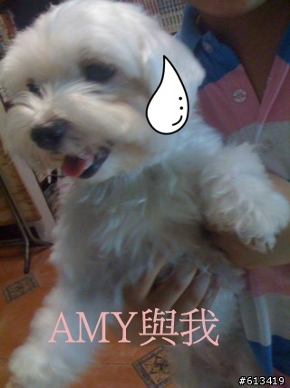 ＡＭＹ與我的生活日記（附圖）