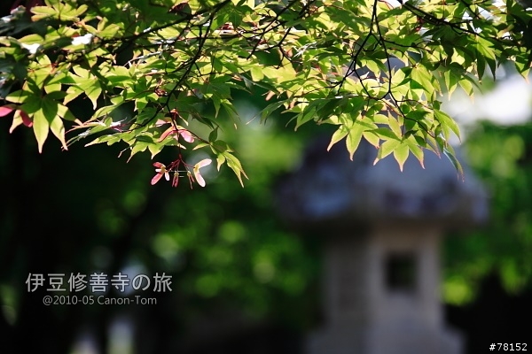 (分享東京近郊景點,圖文多)2010河口湖芝櫻祭+伊豆修善寺虹之鄉之旅