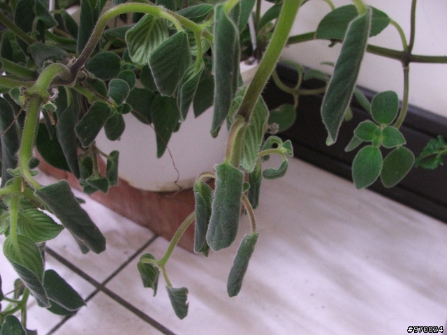 請問這是什麼植物，幫我救救它吧
