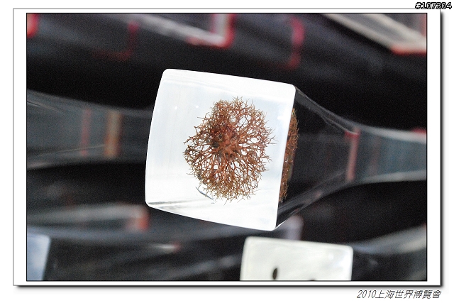 沒到上海不知道腳力不好-我的上海世博行軍記(5/22更新至第二天行程)