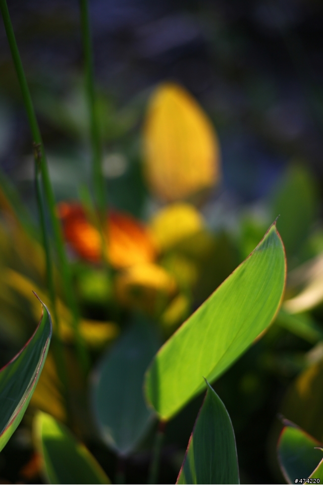 當5d2 遇上 contax c/y 135F2 德鏡