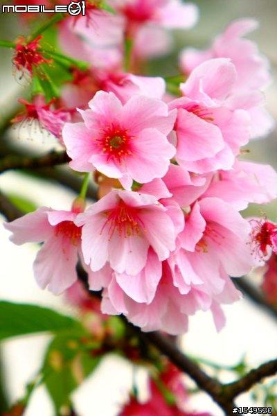 須要各位愛拍花草的先進幫忙解惑Canon 300mm F4L vs 100mm 2.8L marco