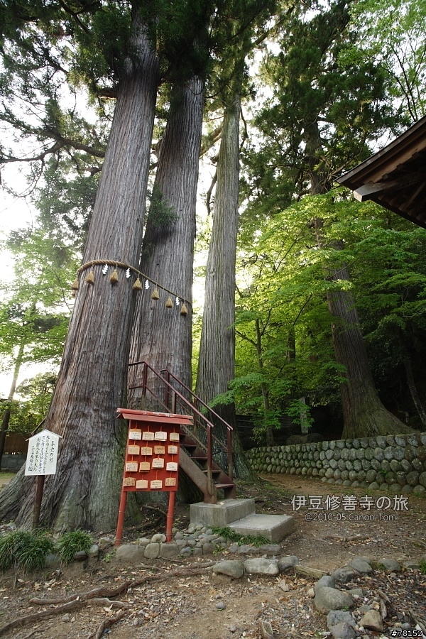 (分享東京近郊景點,圖文多)2010河口湖芝櫻祭+伊豆修善寺虹之鄉之旅