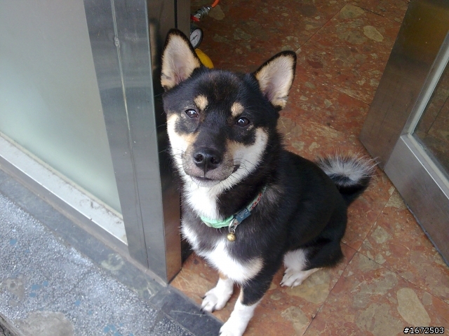 (已回家)(北縣土城市)尋狗啟事 黑色柴犬 麻煩大家幫幫忙謝謝