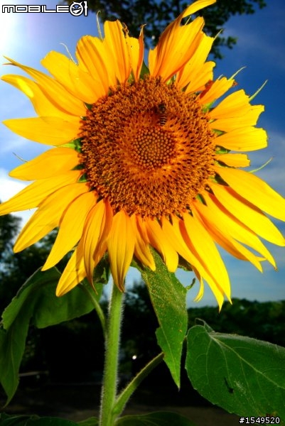 須要各位愛拍花草的先進幫忙解惑Canon 300mm F4L vs 100mm 2.8L marco