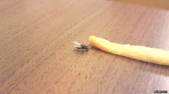 蒼蠅愛蕃茄醬!!!薯條不愛!!!