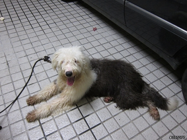 [尋找狗主人]古代牧羊犬約兩歲，台中市南屯區豐樂供園附近拾獲