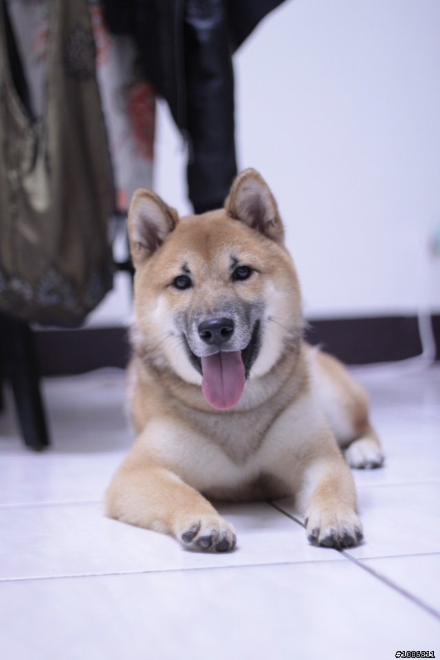 <請教>第一次養柴犬 我該注意些什麼?