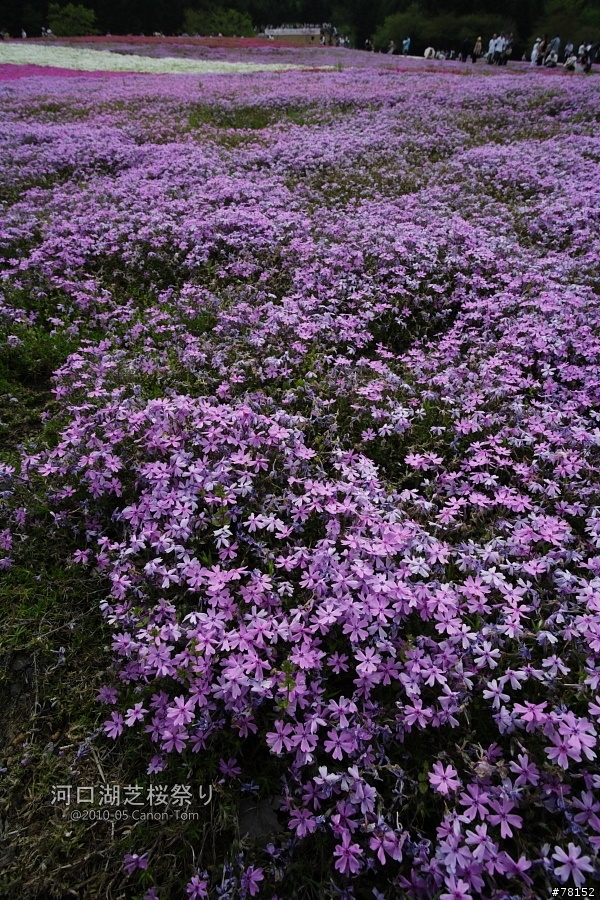 (分享東京近郊景點,圖文多)2010河口湖芝櫻祭+伊豆修善寺虹之鄉之旅