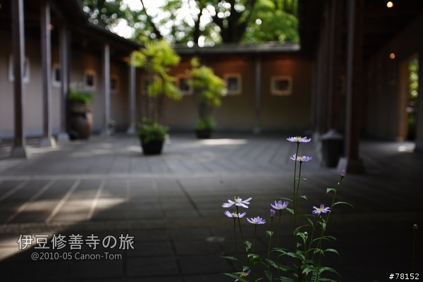 (分享東京近郊景點,圖文多)2010河口湖芝櫻祭+伊豆修善寺虹之鄉之旅