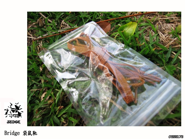 [開箱]   Bridge   短筒袋鼠靴