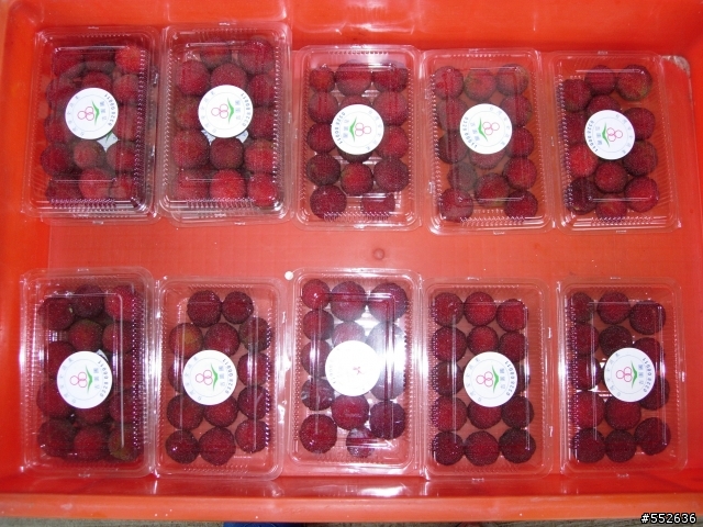 新竹縣湖口鄉特大號楊梅分享
