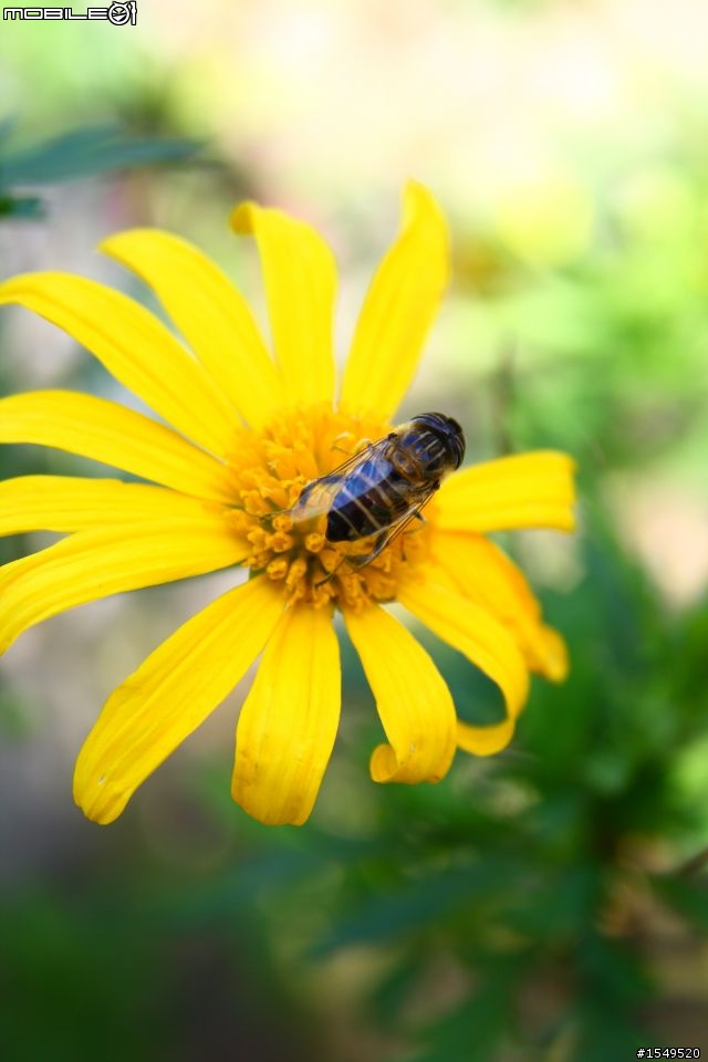 須要各位愛拍花草的先進幫忙解惑Canon 300mm F4L vs 100mm 2.8L marco