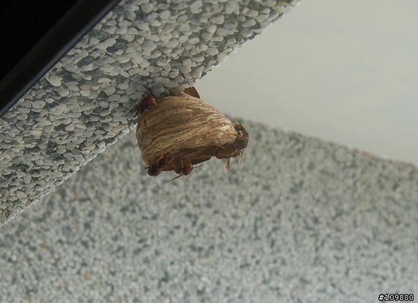 蜂來人看 而不會蜂來人摘