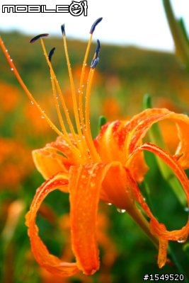 須要各位愛拍花草的先進幫忙解惑Canon 300mm F4L vs 100mm 2.8L marco