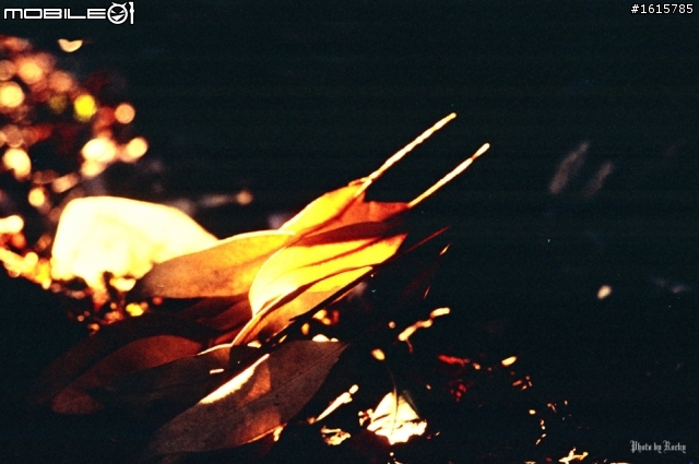 我的Nikon家族-(補16年前照片)