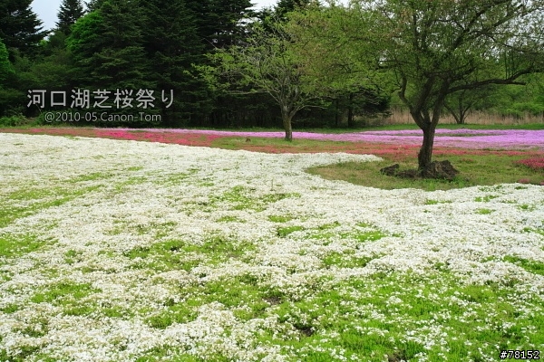 (分享東京近郊景點,圖文多)2010河口湖芝櫻祭+伊豆修善寺虹之鄉之旅