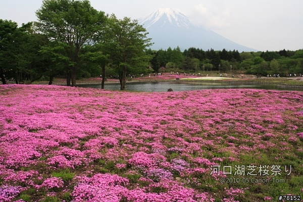 (分享東京近郊景點,圖文多)2010河口湖芝櫻祭+伊豆修善寺虹之鄉之旅