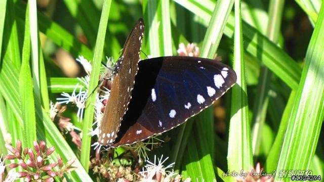 陽明山蝴蝶季搶先看(大屯山、二子坪、冷水坑)