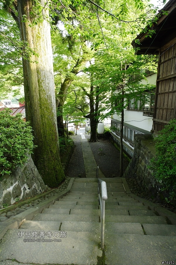 (分享東京近郊景點,圖文多)2010河口湖芝櫻祭+伊豆修善寺虹之鄉之旅