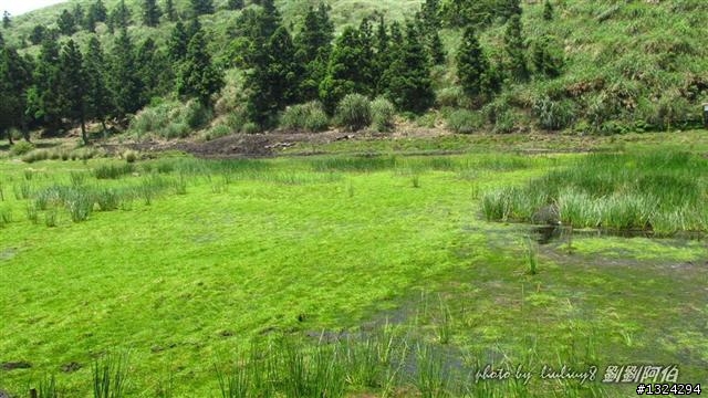 陽明山蝴蝶季搶先看(大屯山、二子坪、冷水坑)