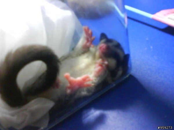 [分享]我家的蜜袋鼯