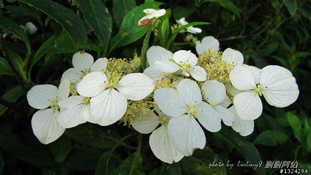 陽明山蝴蝶季搶先看(大屯山、二子坪、冷水坑)