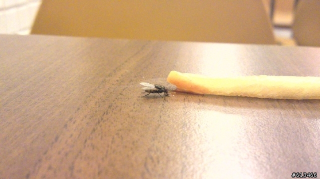 蒼蠅愛蕃茄醬!!!薯條不愛!!!