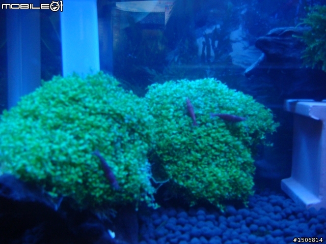 水族新手設缸，請大家給個意見(有圖)