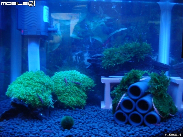 水族新手設缸，請大家給個意見(有圖)
