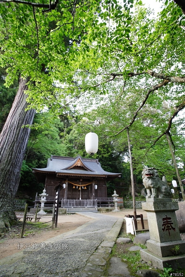 (分享東京近郊景點,圖文多)2010河口湖芝櫻祭+伊豆修善寺虹之鄉之旅