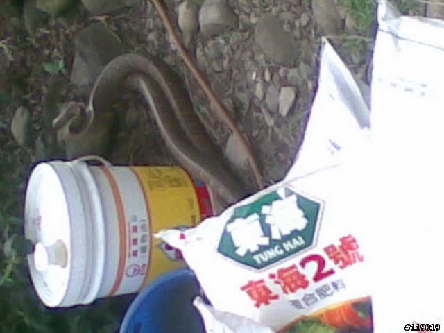 遇到兩隻大蛇
