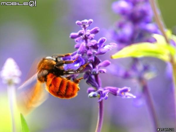 須要各位愛拍花草的先進幫忙解惑Canon 300mm F4L vs 100mm 2.8L marco