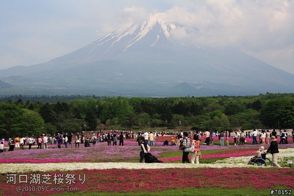 (分享東京近郊景點,圖文多)2010河口湖芝櫻祭+伊豆修善寺虹之鄉之旅