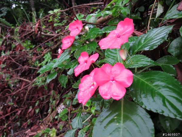 [新手首發]雨霧中的陽明山之旅:石牌-陽明山-金山-淡水