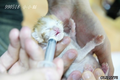 [認養] 彰化市 四天大的橘白小幼貓 眼睛未開眼